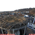 17_35-nest.jpg