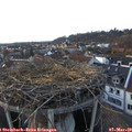 17_50-nest.jpg
