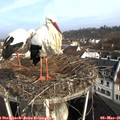 09_00-nest.jpg