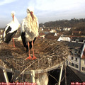 09_05-nest.jpg