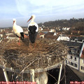 09_20-nest.jpg