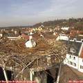 12_00-nest.jpg