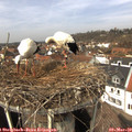 13_00-nest.jpg