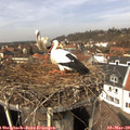 13_05-nest.jpg