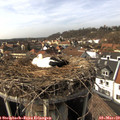 14_50-nest.jpg