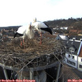 16_00-nest.jpg