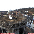 16_25-nest.jpg
