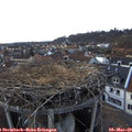 17_50-nest.jpg