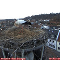 18_05-nest.jpg
