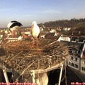 08_45-nest.jpg