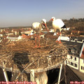 09_55-nest.jpg