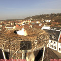 10_45-nest.jpg