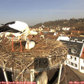 11_05-nest.jpg