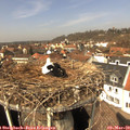 13_00-nest.jpg
