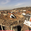 13_05-nest.jpg