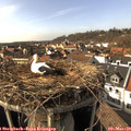 15_20-nest.jpg