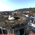 15_55-nest.jpg