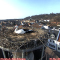 16_10-nest.jpg