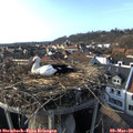 16_20-nest.jpg