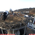 17_00-nest.jpg
