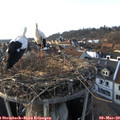 17_05-nest.jpg