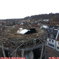 18_00-nest.jpg