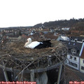 18_05-nest.jpg