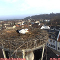 08_20-nest.jpg
