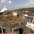 13_00-nest.jpg