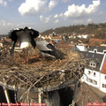 13_35-nest.jpg