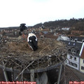 15_35-nest.jpg