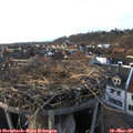 17_15-nest.jpg