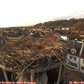 17_20-nest.jpg