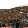 17_25-nest.jpg