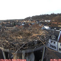 17_30-nest.jpg