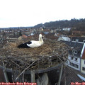 07_00-nest.jpg
