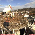 09_35-nest.jpg