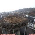 13_00-nest.jpg