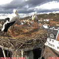 14_05-nest.jpg