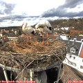 14_15-nest.jpg