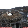 15_35-nest.jpg