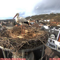 16_05-nest.jpg