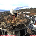 16_10-nest.jpg