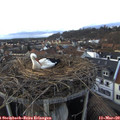 17_00-nest.jpg
