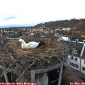 17_15-nest.jpg