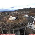 17_25-nest.jpg