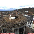 17_30-nest.jpg