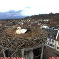 17_40-nest.jpg