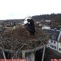 09_05-nest.jpg