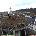 09_35-nest.jpg